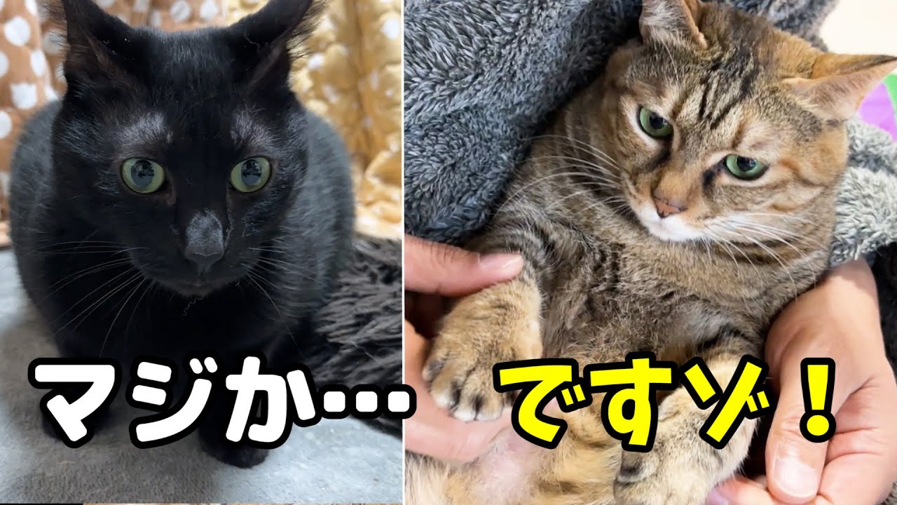 終わった後の余裕感な猫と待機中の猫と心配そうに見守る柴犬がとても可愛い【犬と猫大家族の爪切り】