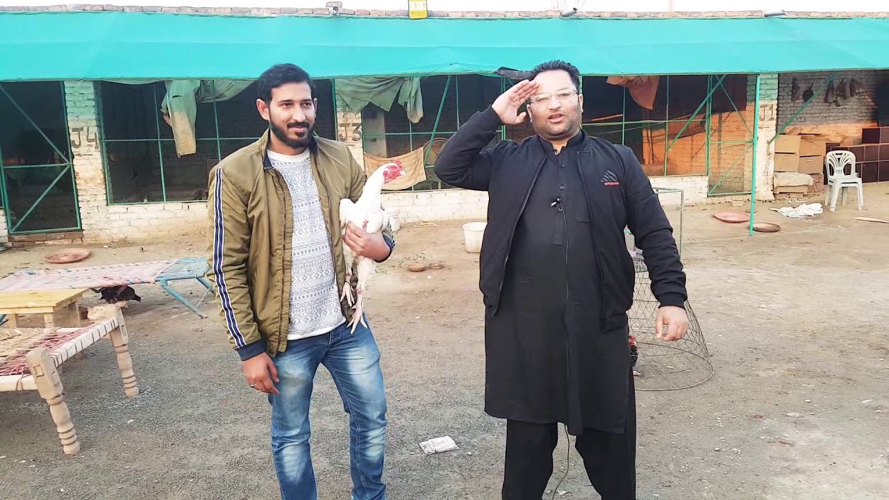 Palay Khan Vs Shaani Jutt SJ Aseels | Mera Aur Shaani Bhai Ka Shoq | My Mob & Wtsp 03149000032