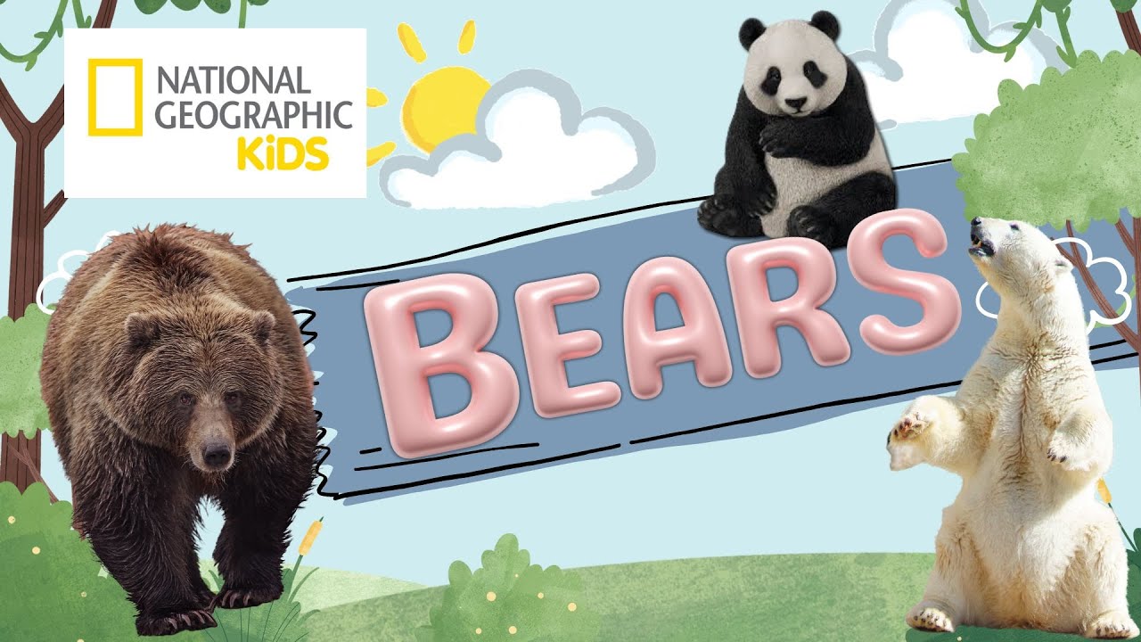 National Geographic Kids: Bears | Animals For Kids | Toddler Learning
