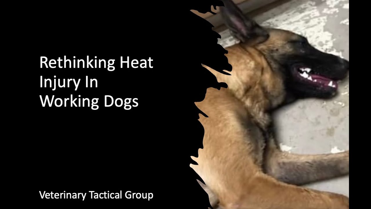 Rethinking Heat Injury in Working Dogs 2025