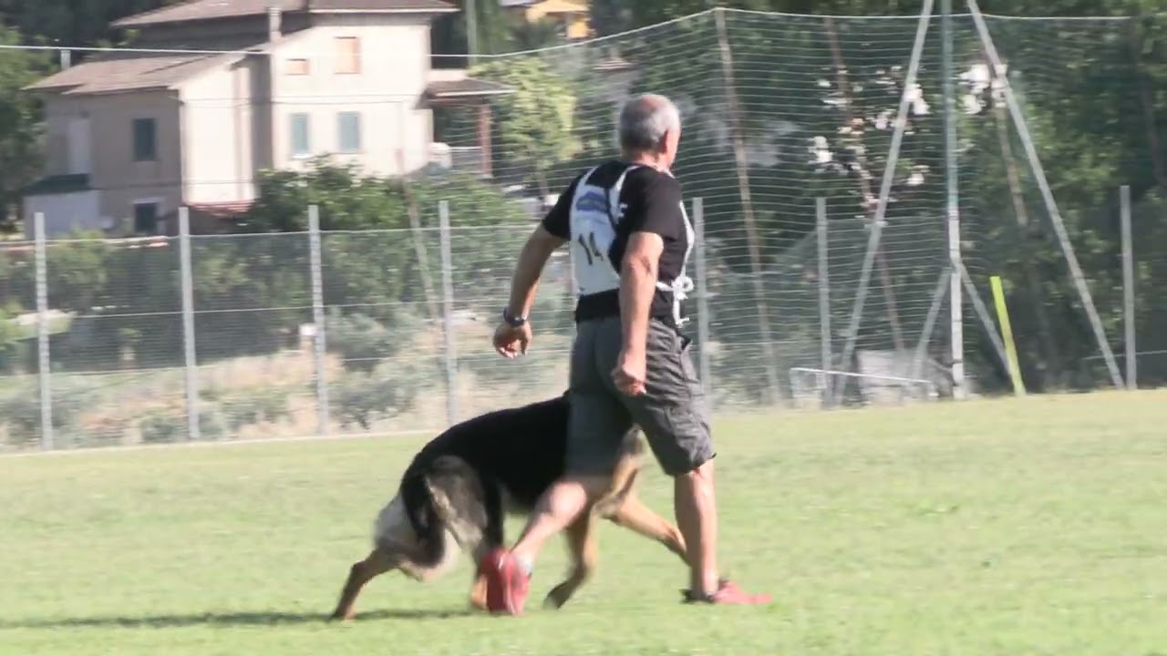 II SELEZIONE FCI 2025 GRITTI GIANCARLO FASE B. 88 - Sports Dogs - Il Meraviglioso mondo dell'IGP.