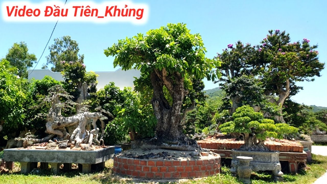 Độc Quái Hoàng Anh Mộc.Tham Quan Vườn BonSai Nguyễn Khanh Nhiều Tác Phẩm Đẹp (Lh 0983388204)