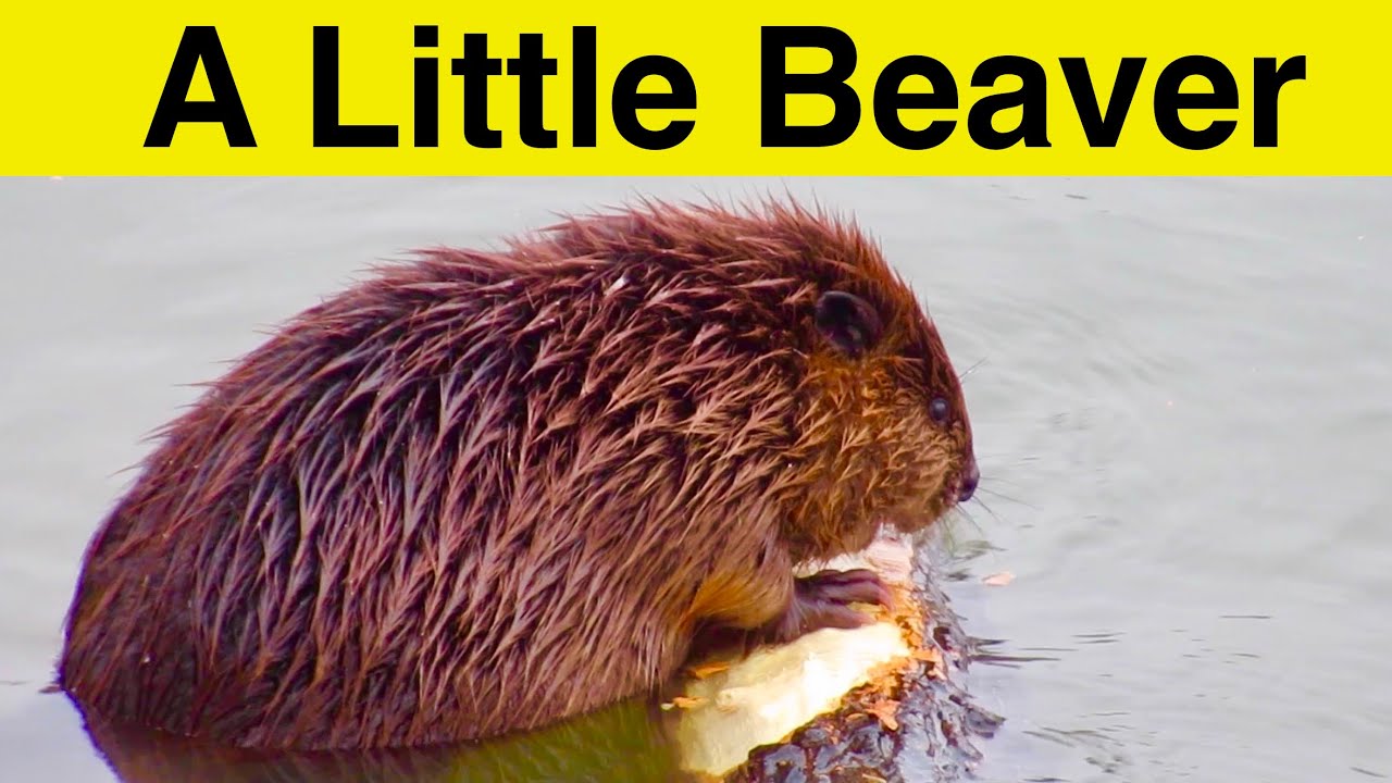 A Small Beaver Chewing on a Log