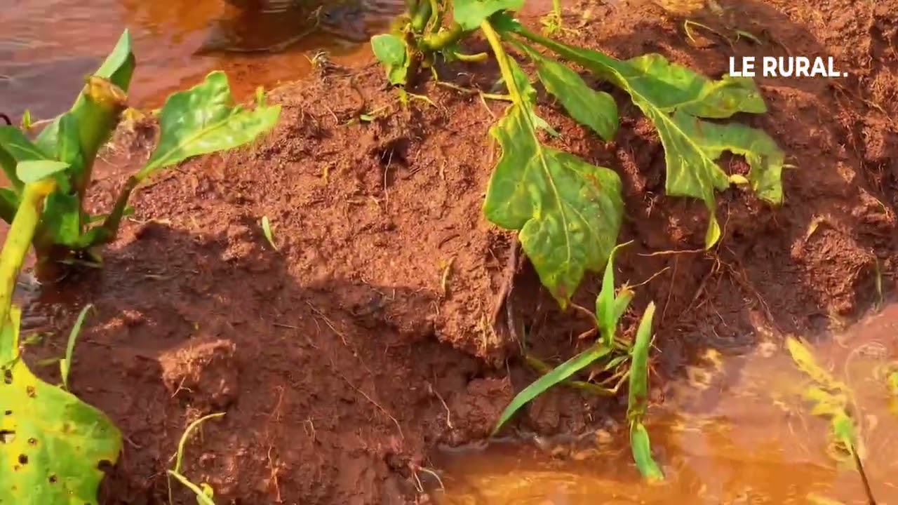 LE RURAL BENIN TV, la télé du Monde Agricole