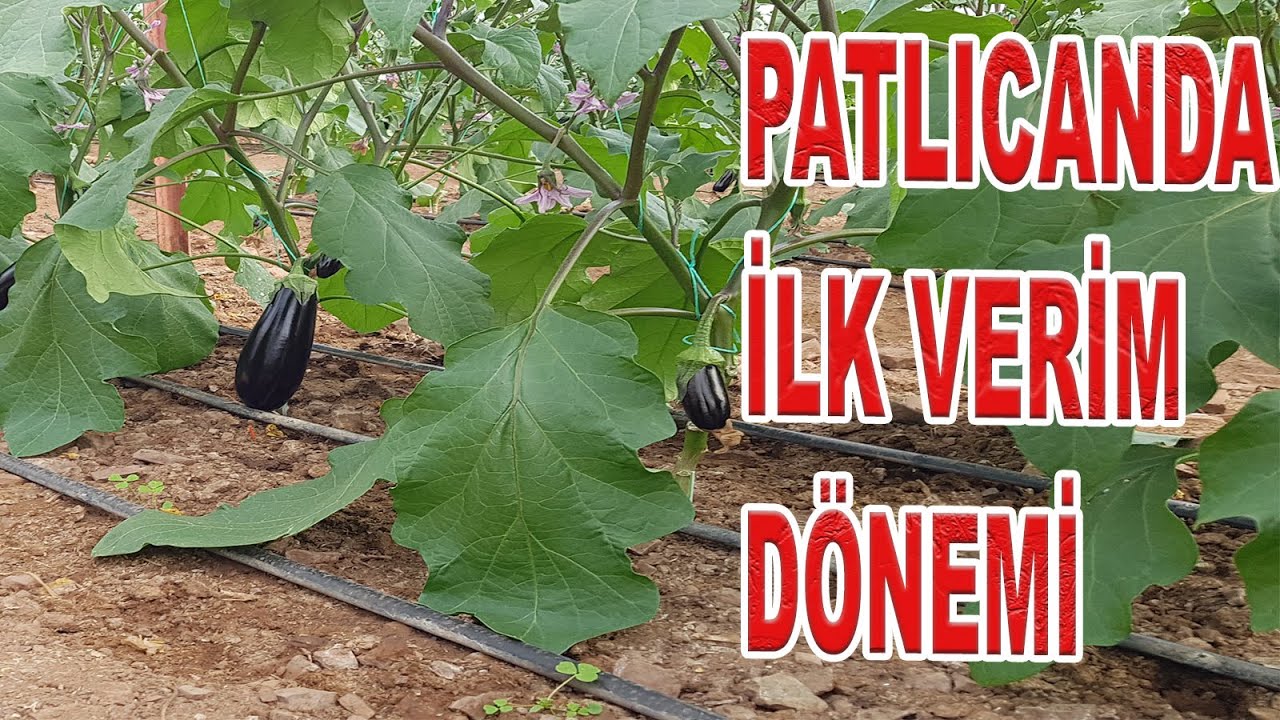 PATLICANDA İLK VERİM DÖNEMİNDE YAPILACAKLAR