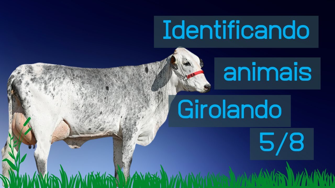 IDENTIFICANDO ANIMAIS GIROLANDO 5/8: Guia prático