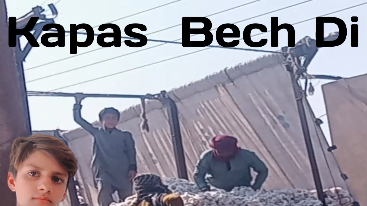 Kapas Bech Di #viral#pind#pindwala#village###
