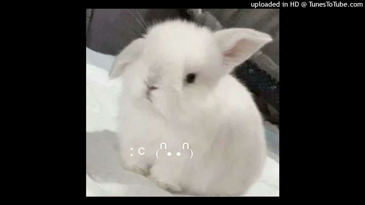 [FREE] scenecore x kazantip x club x dance type beat 