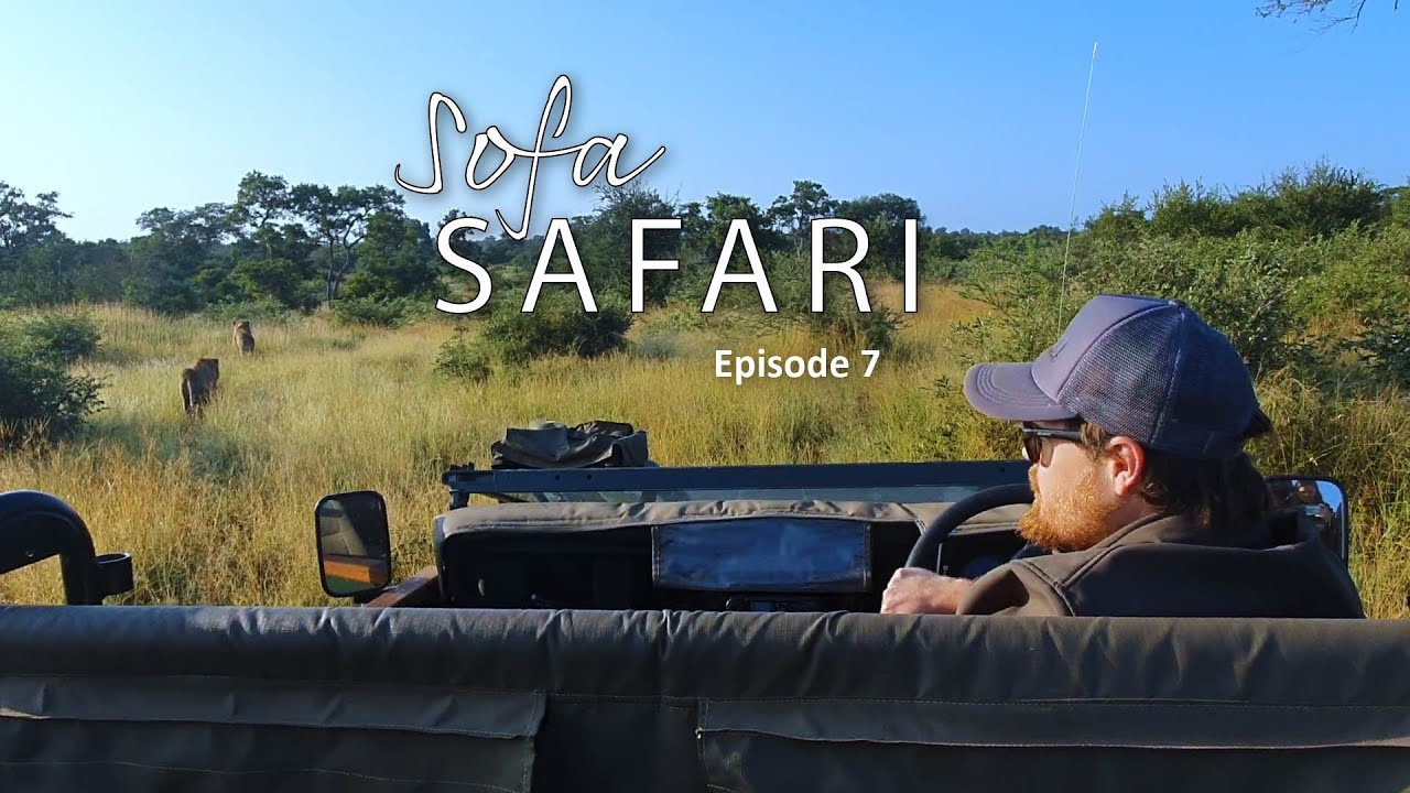 Sofa Safari Episode 7: A morning spent with Lions and Buffalo