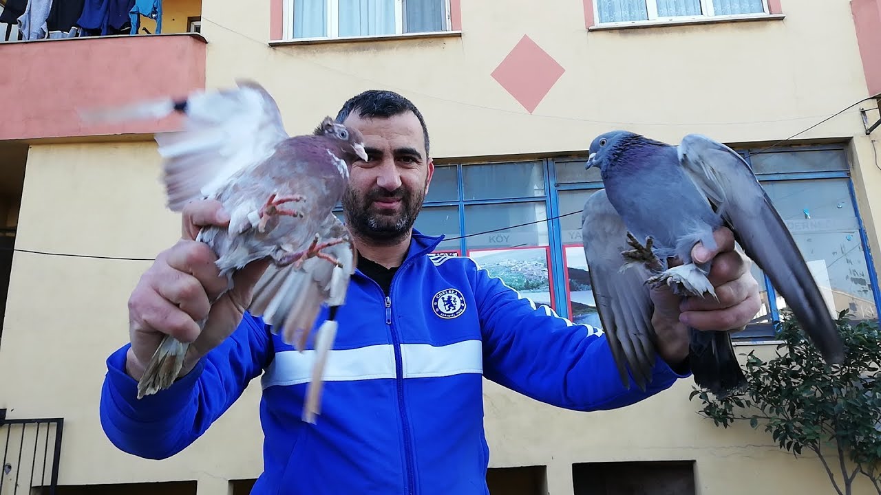 Kralını Tek Geçerim2. Zor Oldu Ama Yakaladım Kaçak Güvercini.