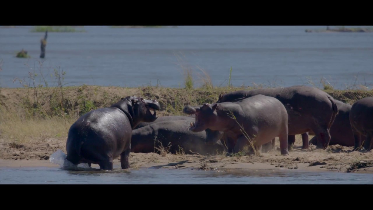 Bushlife Safaris in Mana Pools