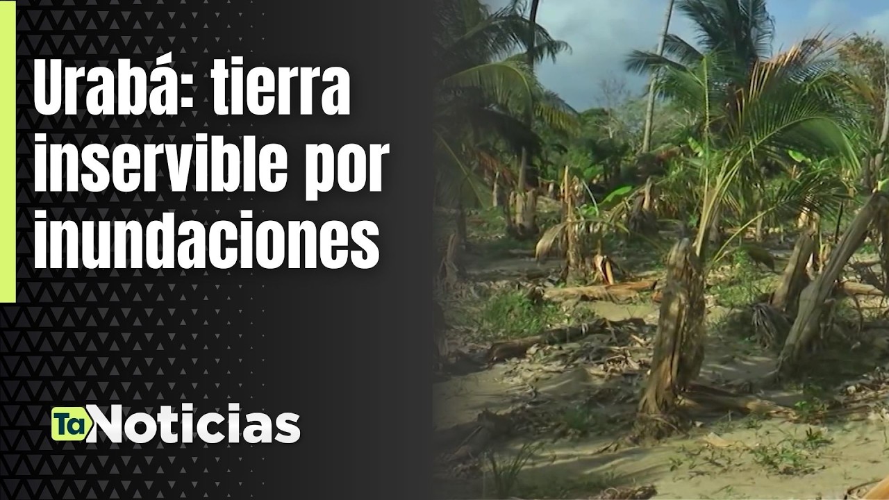 Urabá: tierra inservible por inundaciones - Teleantioquia Noticias