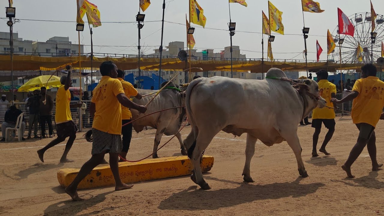 చిలకలూరిపేట 2 పళ్ళు 6వ గుత్తా వెంకాయమ్మ గారు గోవిందపురం గ్రామం చిలకలూరిపేట మండలం పల్నాడు జిల్లా..