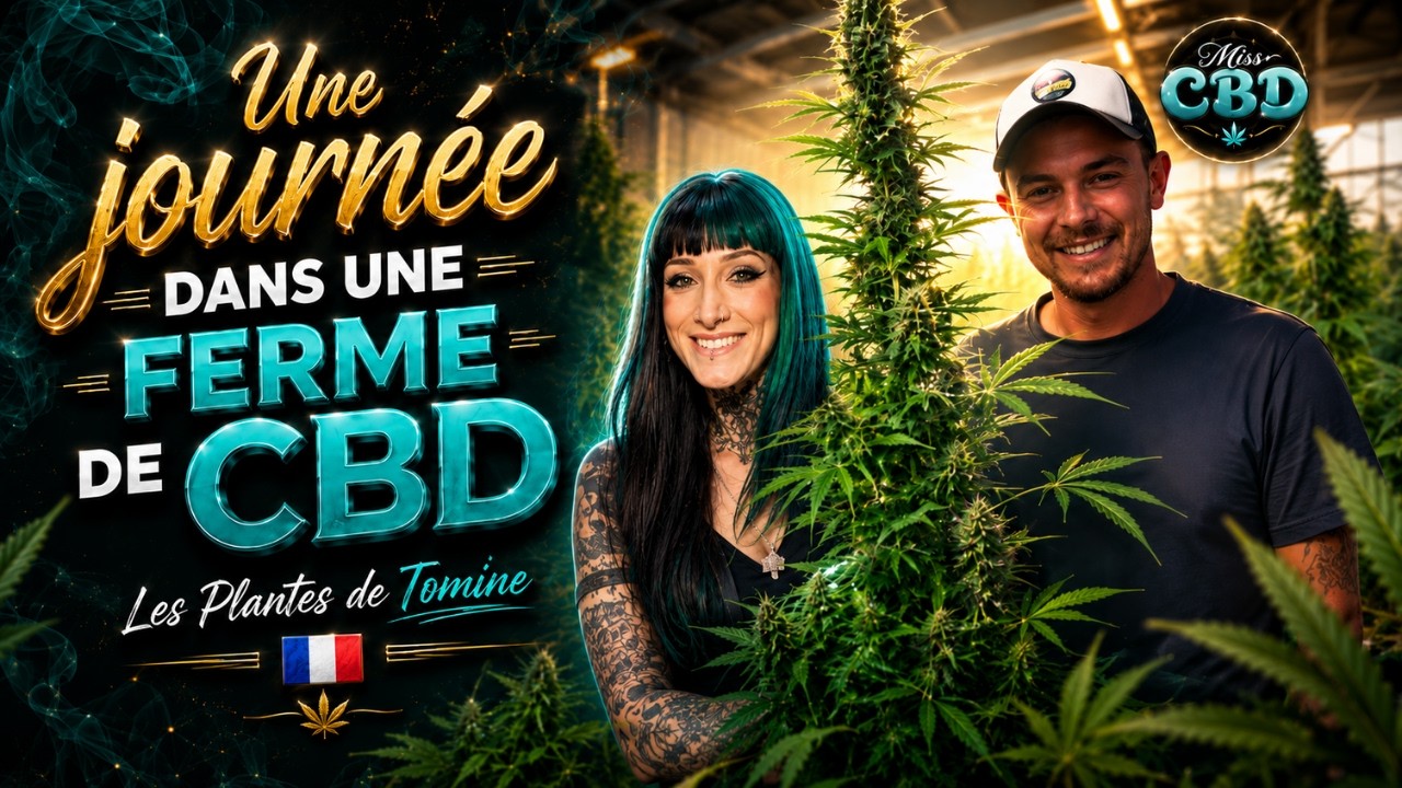 Une journ&eacute;e dans une ferme de CBD (Les Plantes de Tomine)
