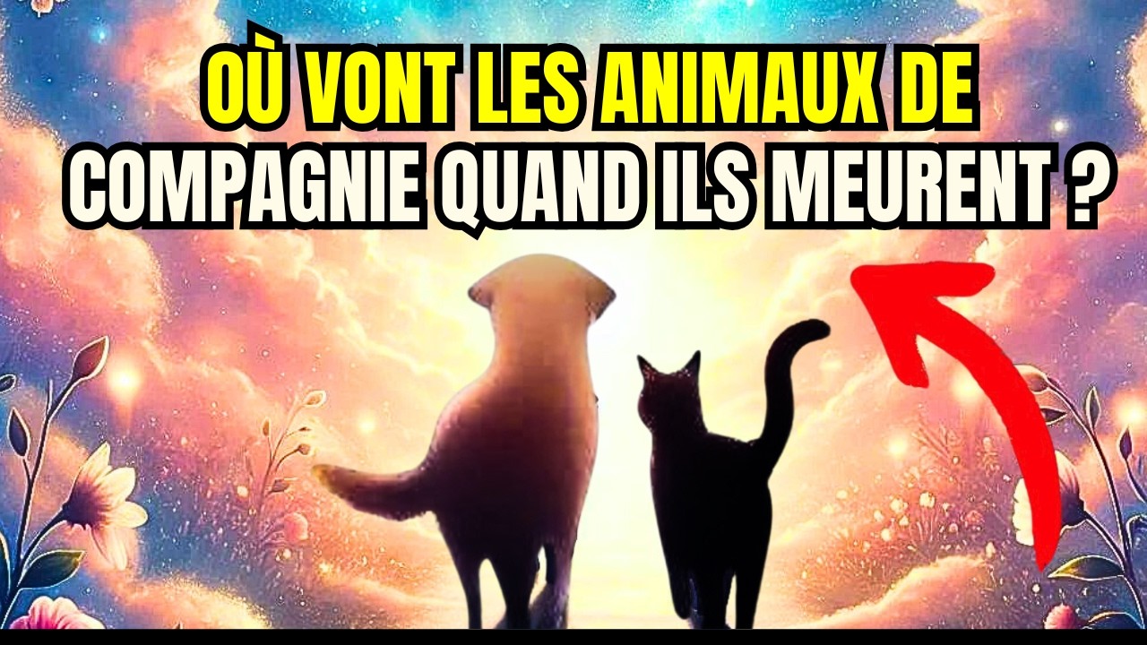 Où vont nos animaux après la mort ?