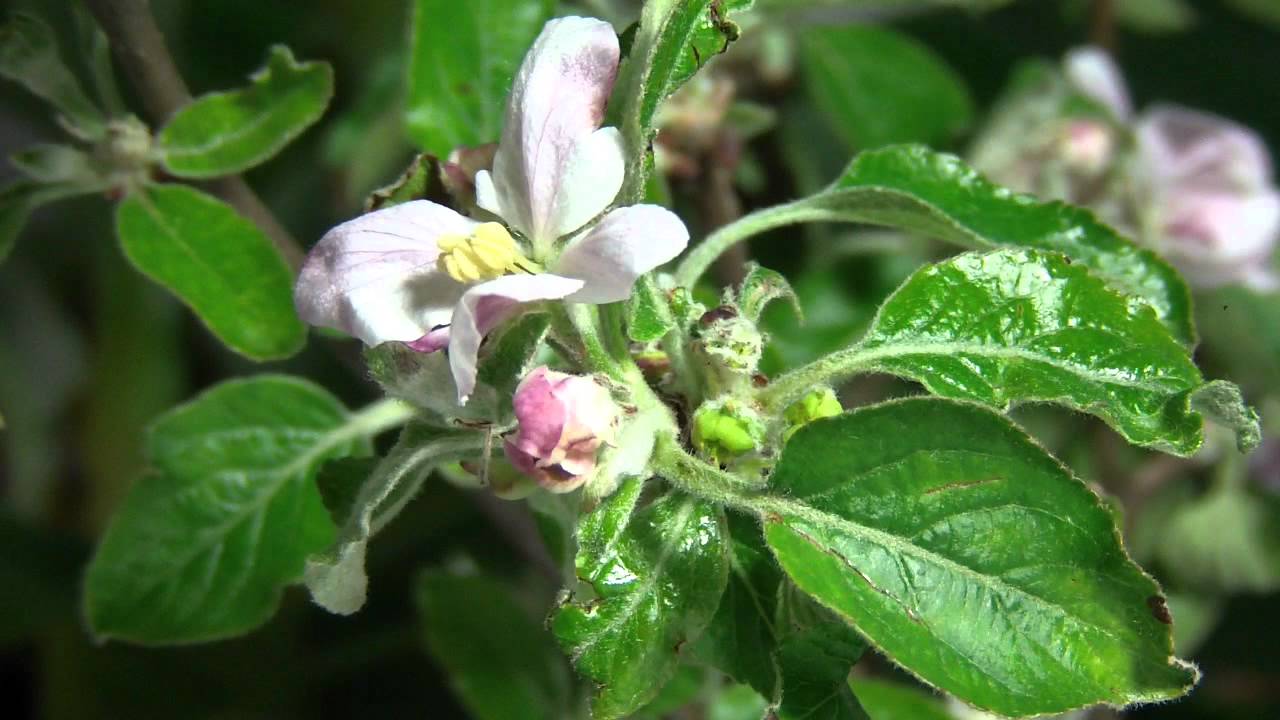Die Apfelbl&uuml;te