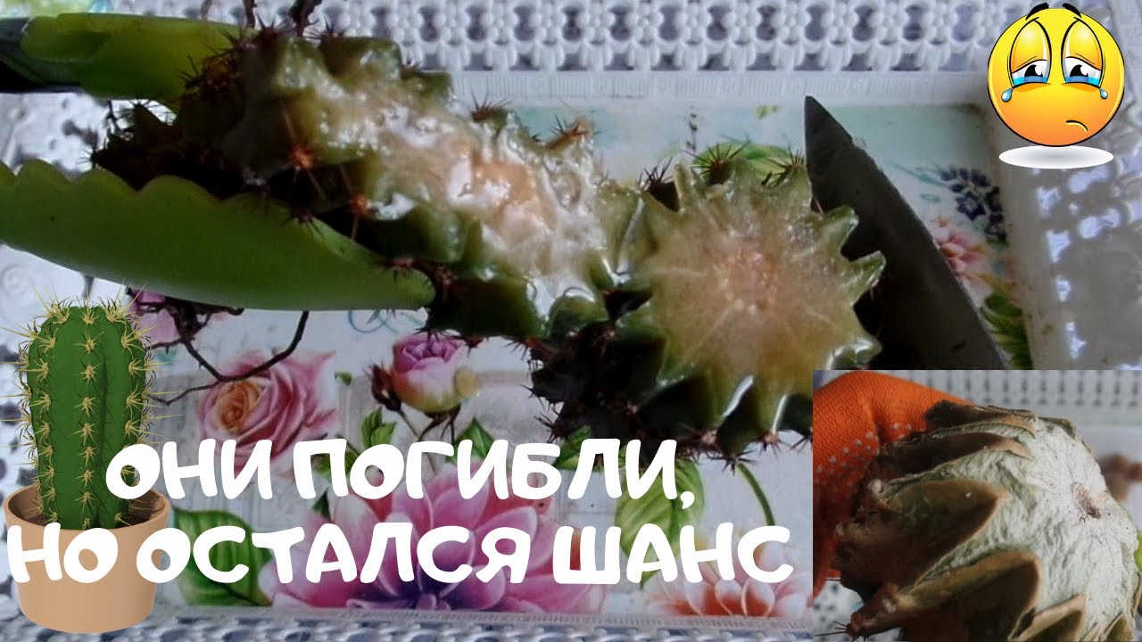 Вы видели  как гниют кактусы? Они погибли, но не все.Спасение продолжается и я не сдаюсь