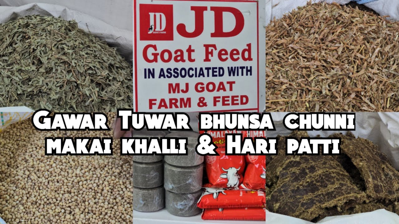 JD goat feed in Hyderabad | Gawar Tuwar bhunsa chunni makai khalli & Hari patti available in Hyd 