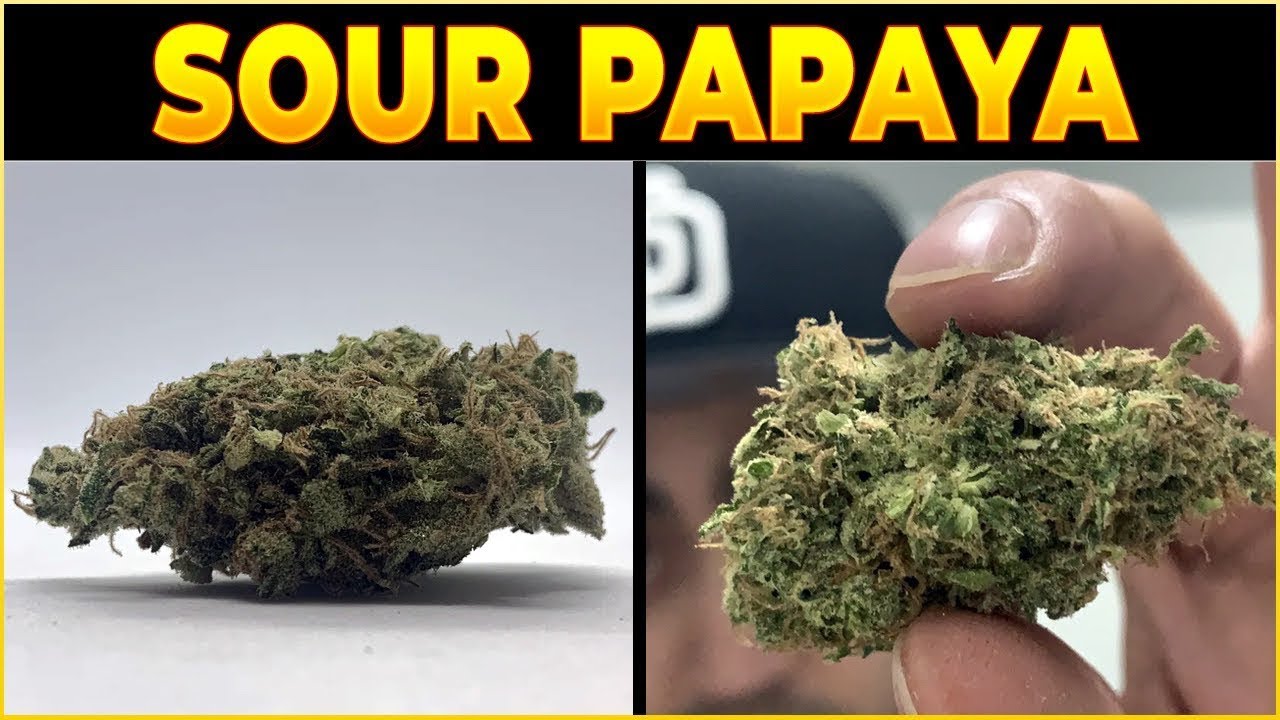 Sour Papaya Punch Strain (Weed Strain Review)