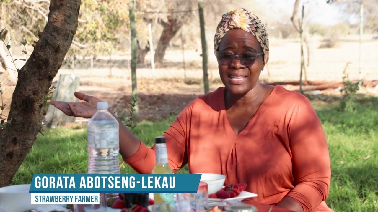 How to Grow Strawberry for Profit in Botswana 2022-2023 | Episode 23