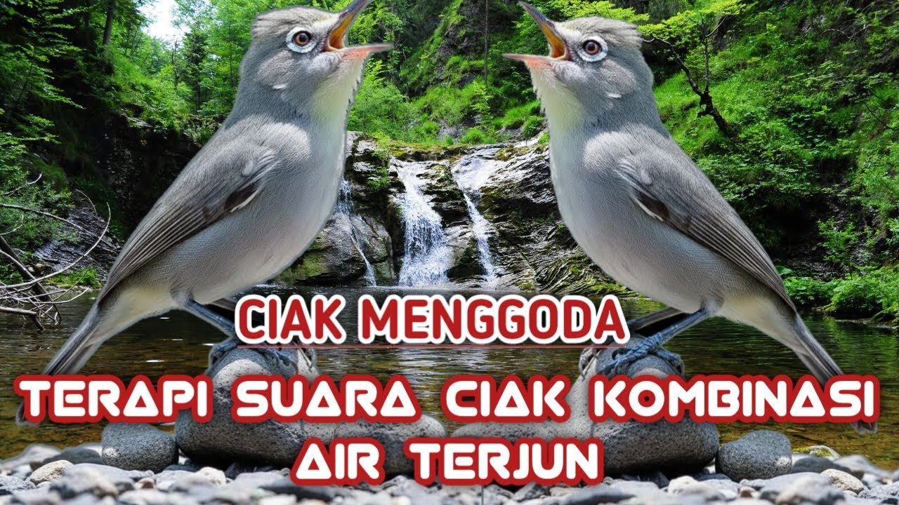 CIAK MENGGODA ‼️PANCINGAN JITU MENINGKATKAN FIGHTER DAN BIRAHI BURUNG KECIAL KUNING