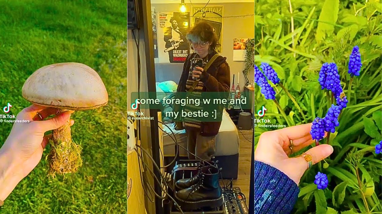 foraging videos for mushroom lovers