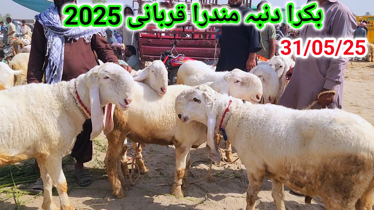 Mundra Dumba Kajle Bakry Qurbani 2025 Visit Bakra mandi Malik Imran Goat Farm 31 May 2025