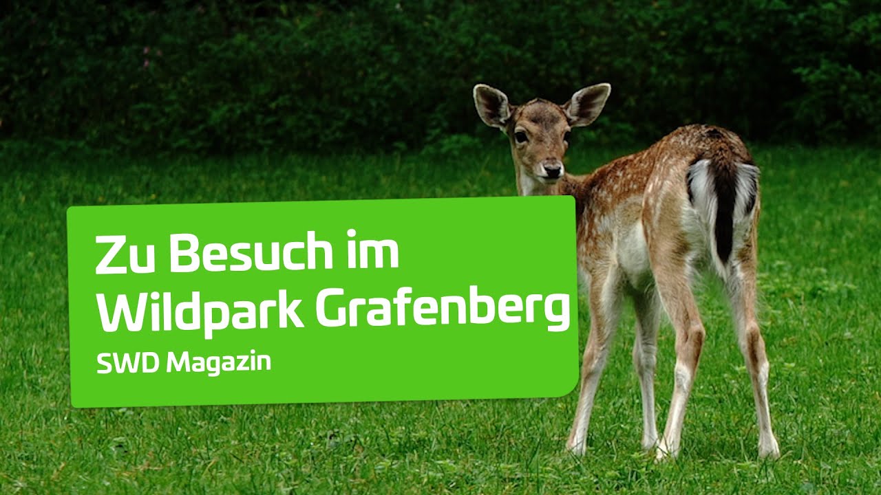 Wildpark Grafenberg | Stadtwerke Düsseldorf