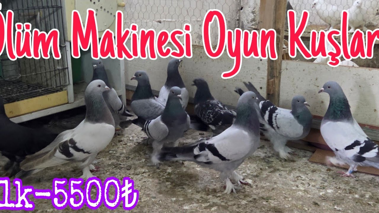 &Ouml;l&uuml;m Makinesi Oyun Kuşları.