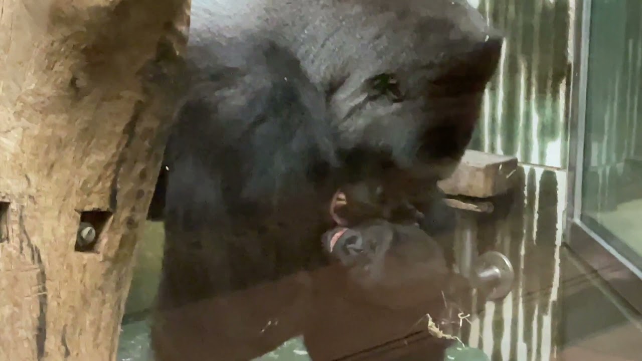 Schöne Momente bei den Gorillas im Tiergarten Nürnberg (Juli 2021)