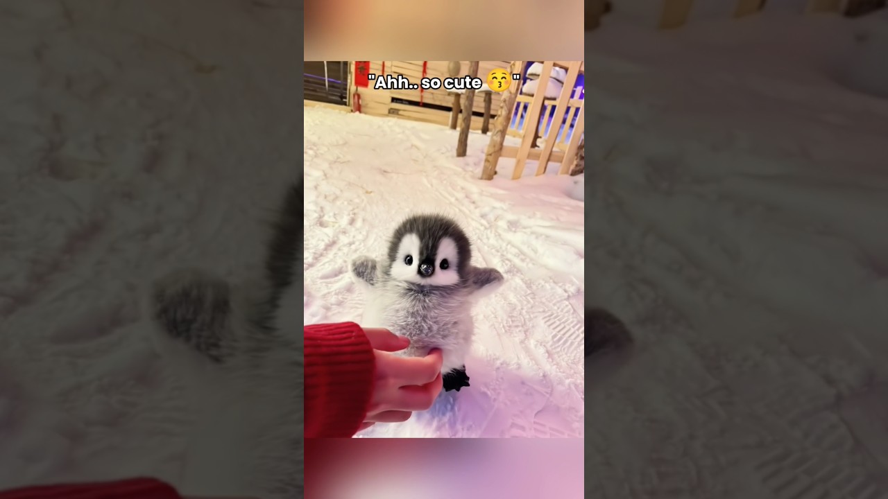 POV: me with a baby penguin 