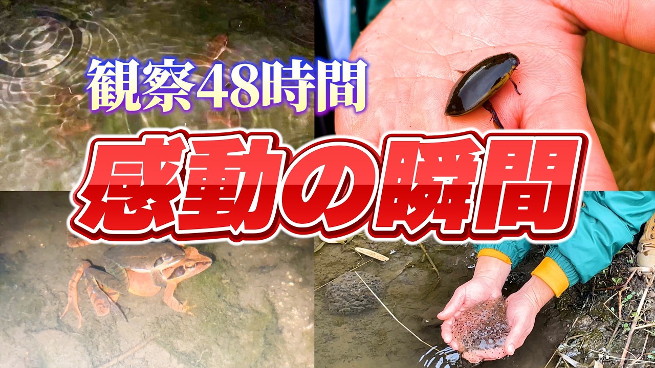 【ついに抱接】アカガエル産卵前夜…ビオトープ2日目の決定的瞬間