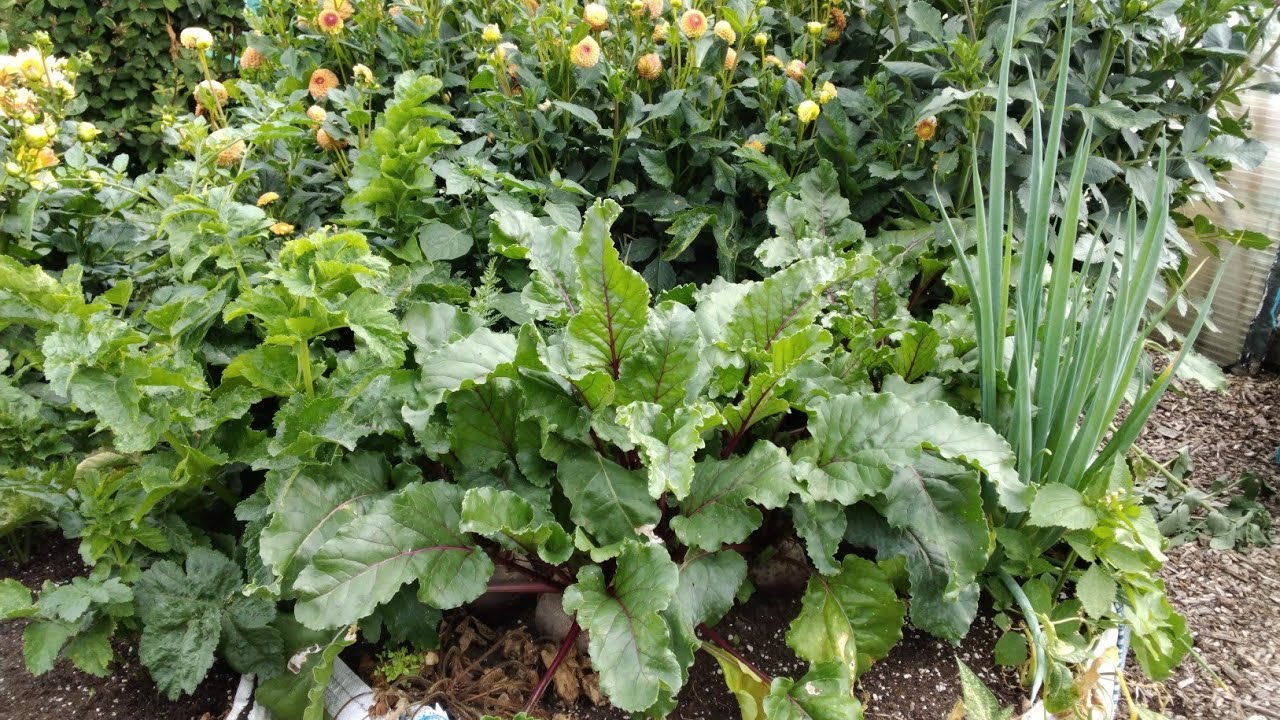 Beetroot & Onion Harvest 🐀 Rats Or Mice Damage 🐀 How Do I Keep My Beans Fresher For Longer