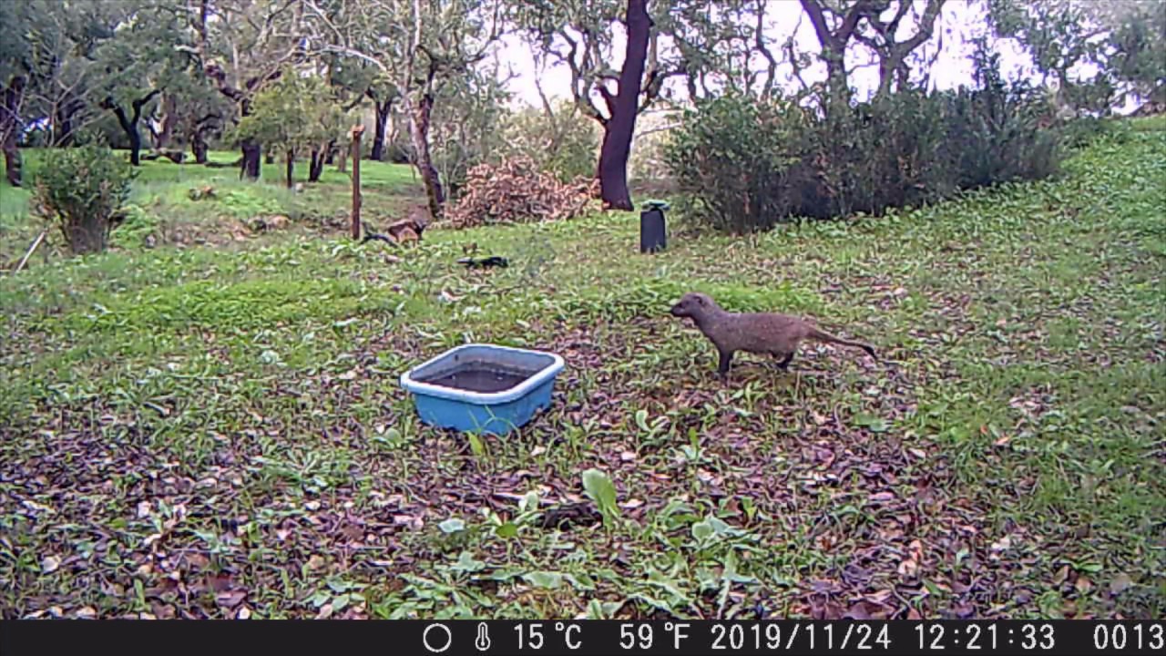 Mongeese?! (The Movie)