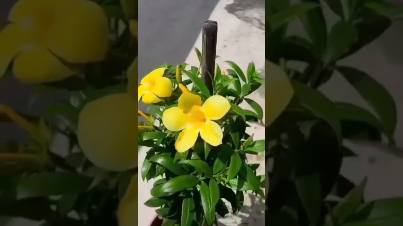 #flowers #garden #terrace #colors #colourful #plants #gardening #shorts