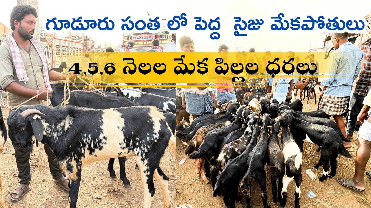 || గూడూరు సంత లో పెద్ద సైజు మేకపోతులు 4,5,6, నెలల మేక పిల్లల ధరలు ||