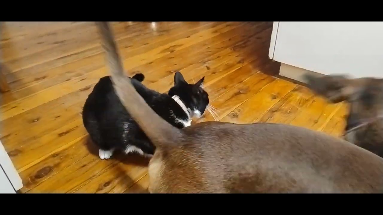 How a get together of Oreo vs Milo & Lulu go, EVERY SINGLE TIME. 