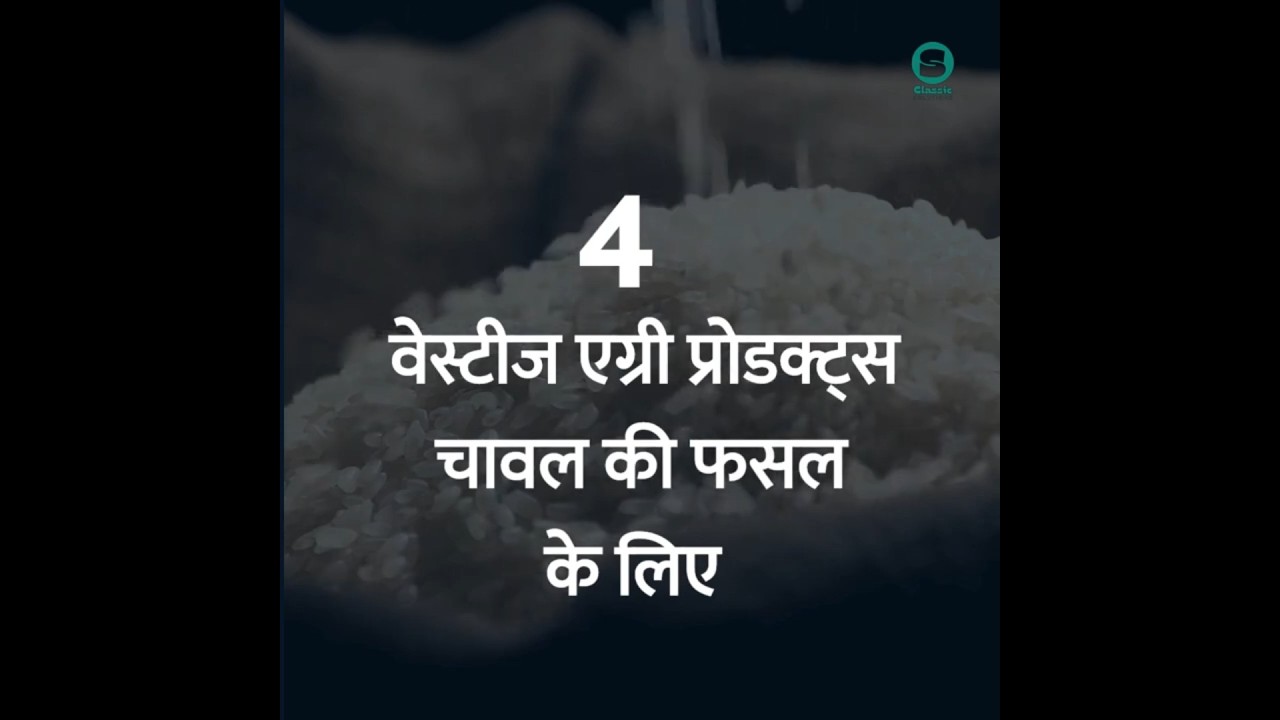 Boost Your Rice Yield with Vestige Agri Products🌾 | Best Organic Farming Solution | #shorts #vestige