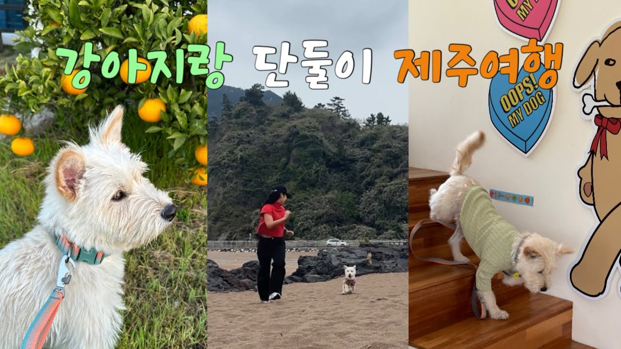 강아지랑 단둘이 제주도 여행 1편🌴 | 보름살이 숙소 더맨션 이이공공 | 애견동반카페 식당 추천 | 그레랑 첫 제주도✨