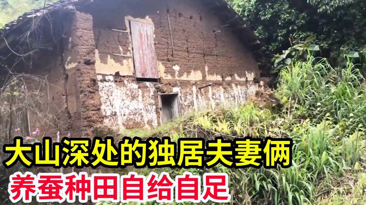 大山深处的独居夫妻俩，养蚕种田自给自足，生活与世无争！【山农乐哥】