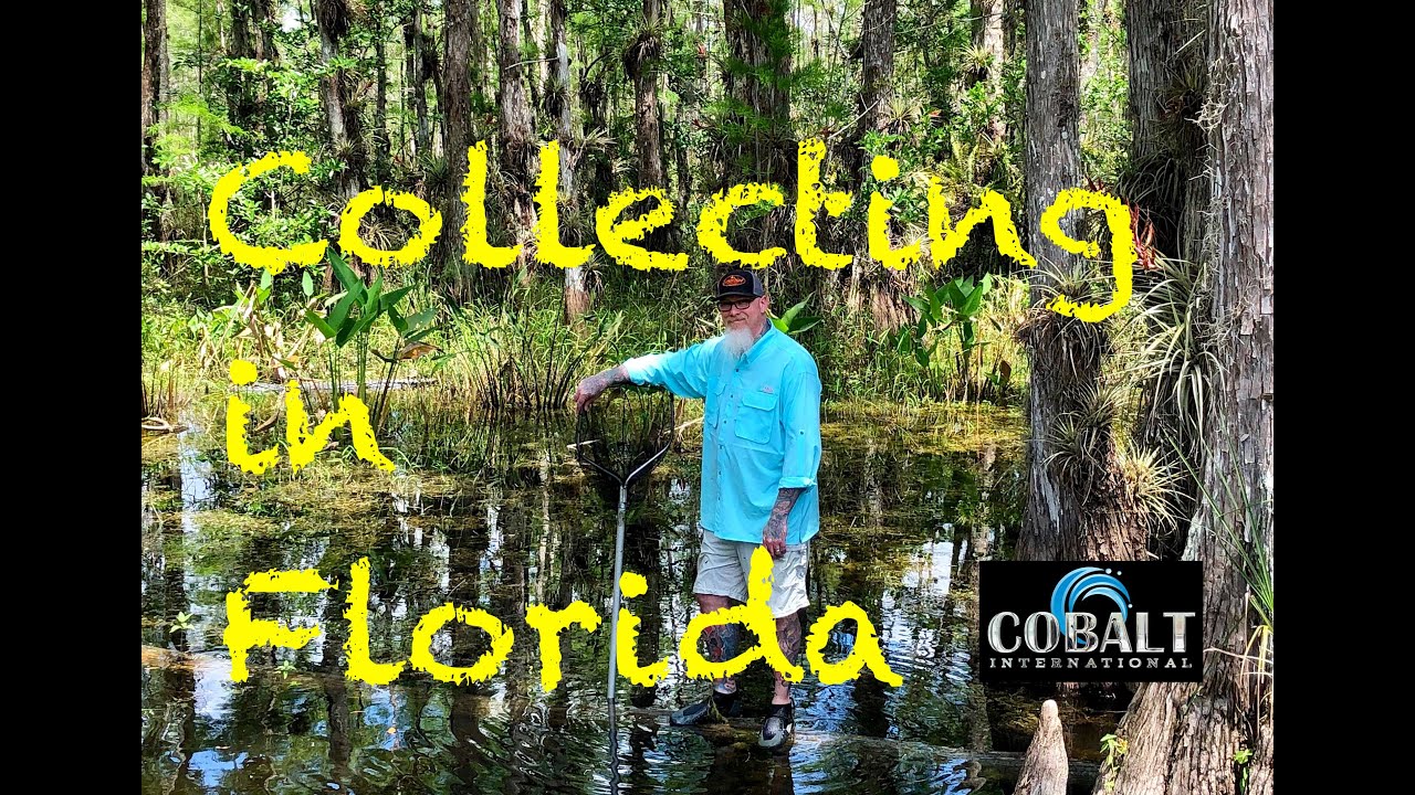 Fish Collecting adventure in Florida