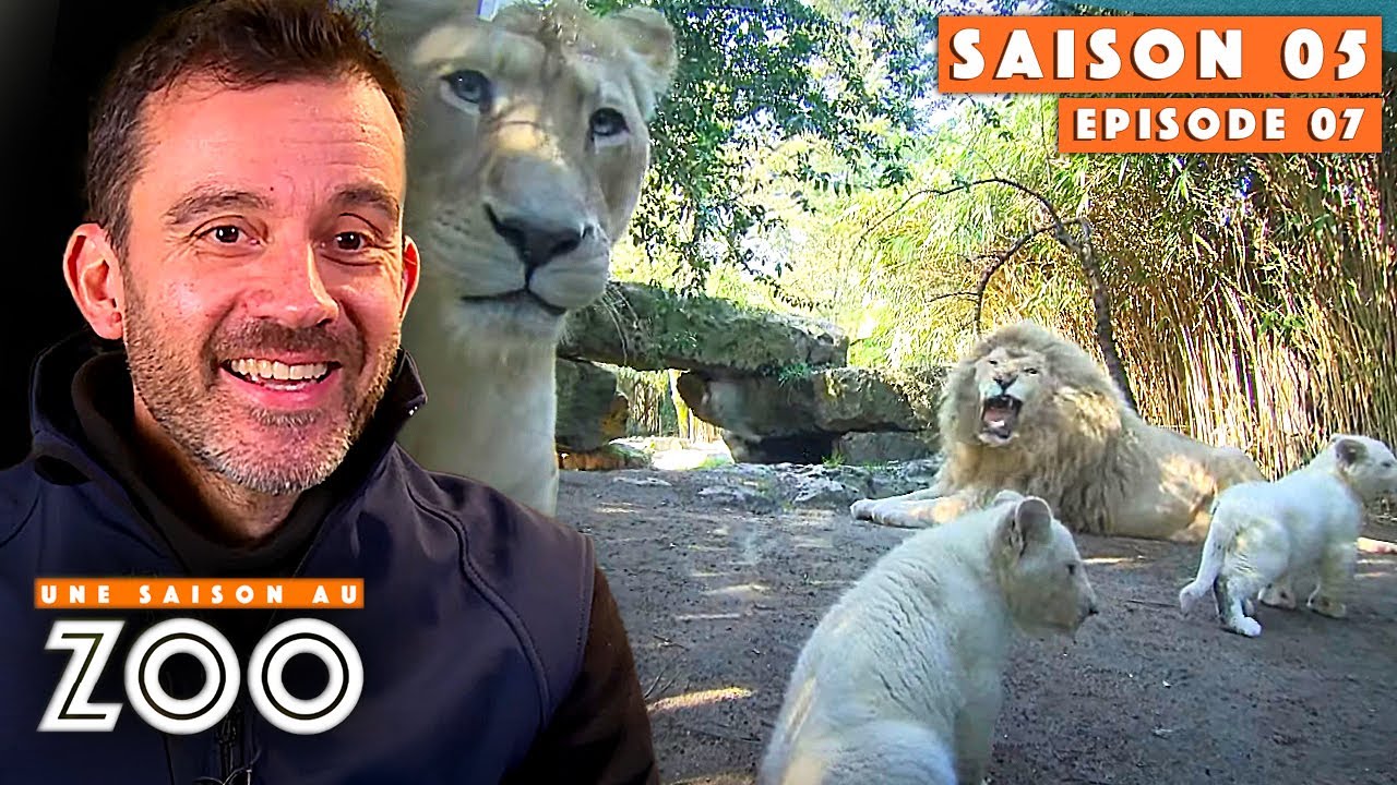 Réunion de Famille Hilarante des Lions Blancs ! | S05EP07 | Émission intégrale | Une saison au zoo