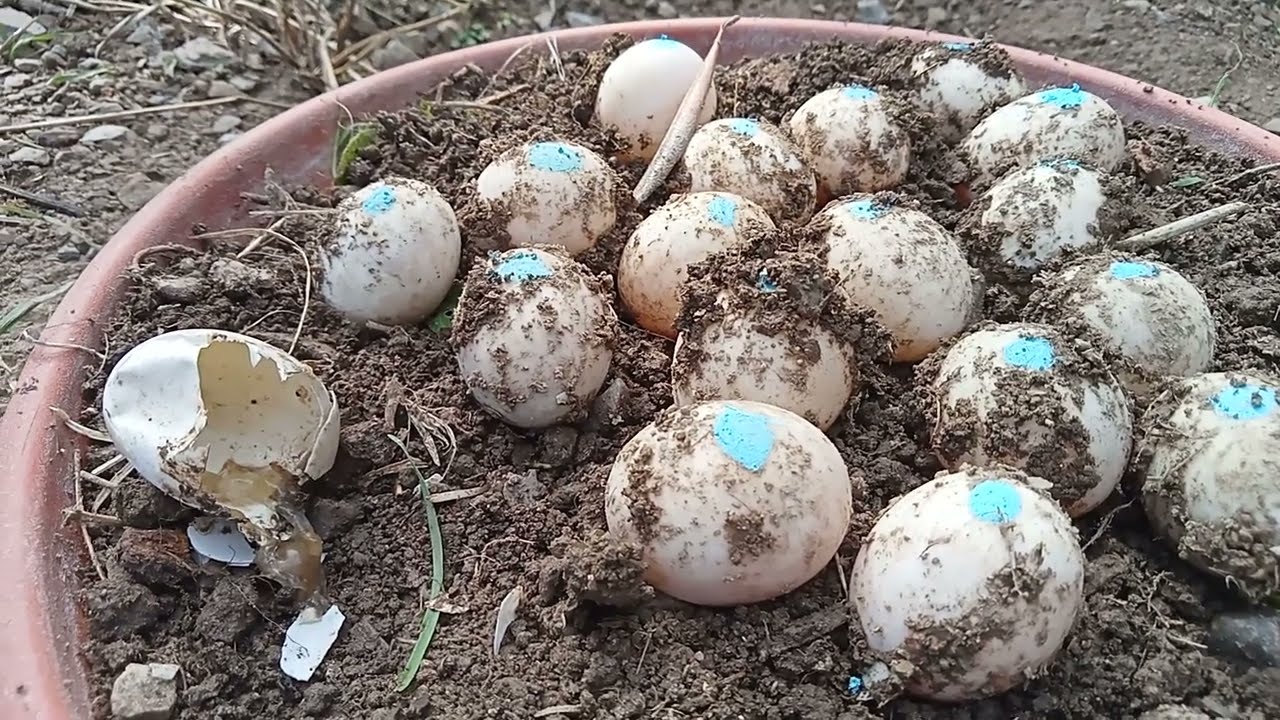 Una tartaruga esce dall'uovo, uno di quelli che non si erano schiusi!!!🐣🐢