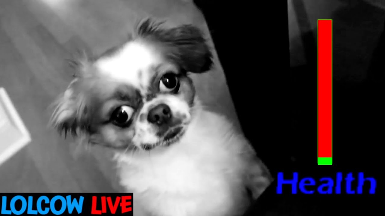 Boogie2988&rsquo;s Dog Sammy is Dying | LolcowLive