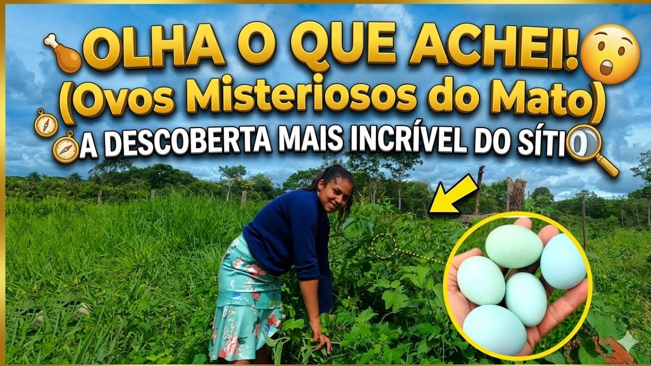 Galo Músico está em festa: Primeiro ninho encontrado no sítio!
