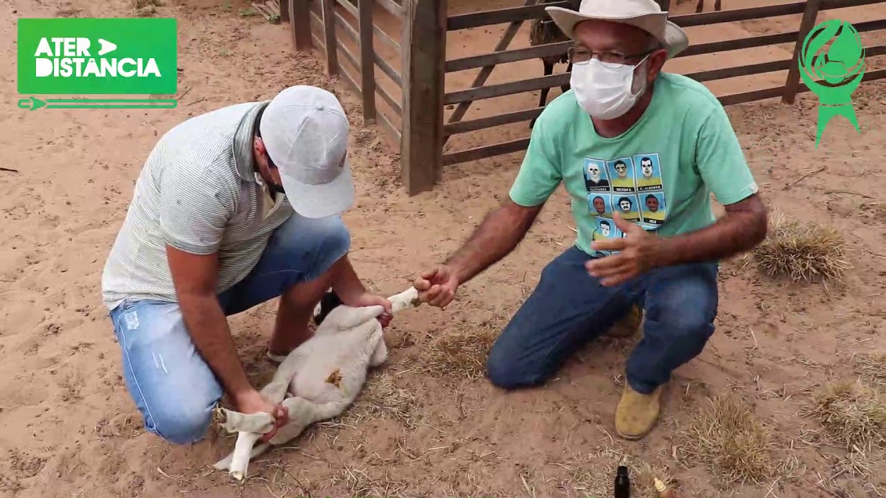 Como tratar o umbigo de cordeiro/borrego e de como fazer o iodo natural