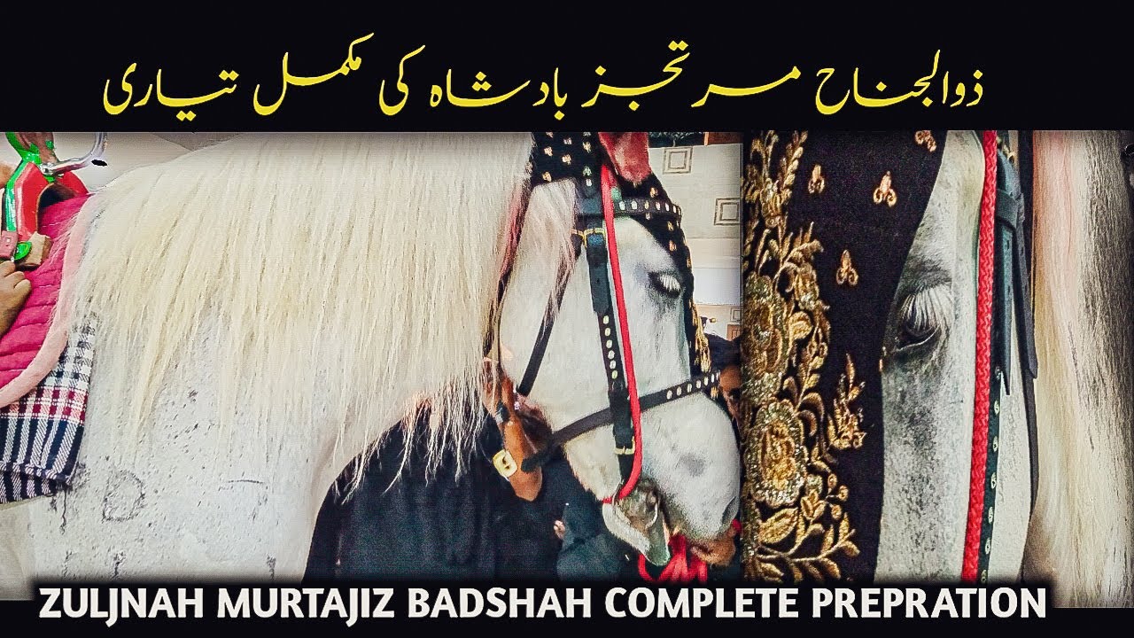 Zuljnah Prepration | Murtajiz Badshah Ki Muqamal Tyari | Beautiful Zuljanah