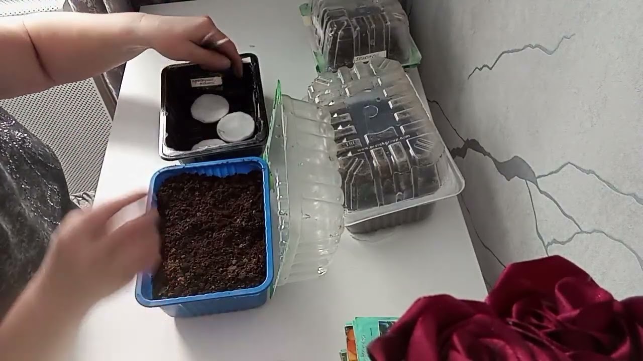 НАЧАЛО РАССАДНОГО ПЕРИОДА/ТОМАТЫ 🍅 04.03.26г