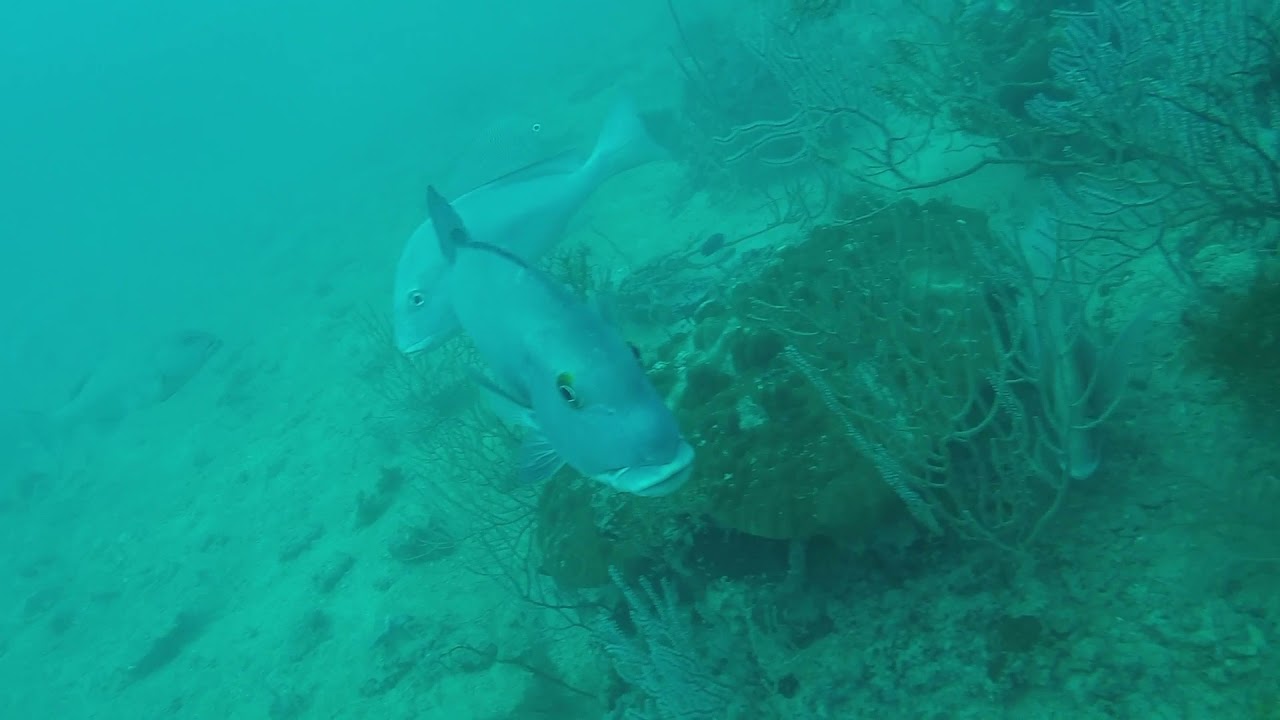 Amazing footage whilst fishing 40 meters down. Red Emperor bite caught on camera.