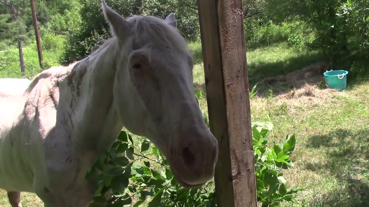 Talking Therapy Horse in his last days on Planet Earth part 1